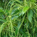 Castanea sativa fleur